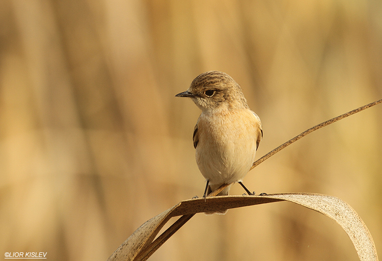 Eastern Stonechat  Saxicola  variegata / armenica .          the Btecha  Israel ,02-11-12 , Lior Kislev